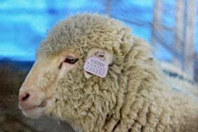 Scientists Develop Gene-Edited Sheep - India