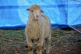 Scientists Develop Gene-Edited Sheep - India