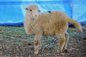 Scientists Develop Gene-Edited Sheep - India