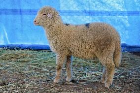 Scientists Develop Gene-Edited Sheep - India