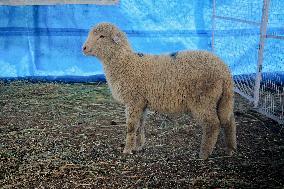 Scientists Develop Gene-Edited Sheep - India