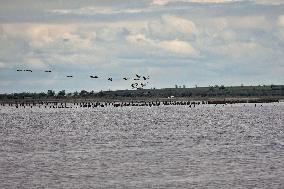 Kuialnyk Estuary