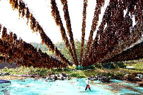 The hometown of Kelp in China