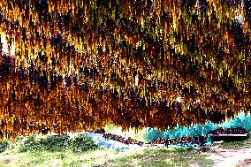 The hometown of Kelp in China