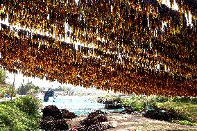 The hometown of Kelp in China
