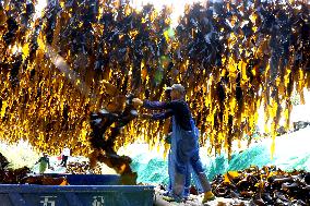 The hometown of Kelp in China