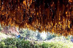 The hometown of Kelp in China