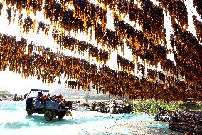 The hometown of Kelp in China