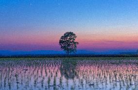 Starry Sky Over Rice Field - China