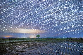 Starry Sky Over Rice Field - China