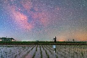 Starry Sky Over Rice Field - China