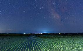 Starry Sky Over Rice Field - China