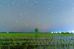 Starry Sky Over Rice Field - China