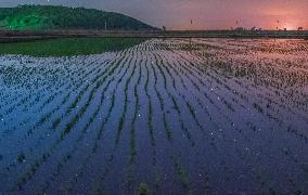 Starry Sky Over Rice Field - China