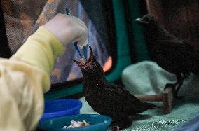 Wildlife Rescue Association Feeds Crows - Canada