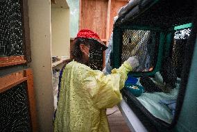Wildlife Rescue Association Feeds Crows - Canada