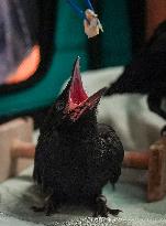 Wildlife Rescue Association Feeds Crows - Canada