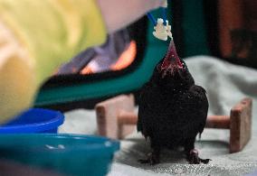 Wildlife Rescue Association Feeds Crows - Canada