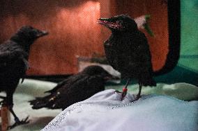 Wildlife Rescue Association Feeds Crows - Canada