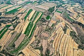 Loess Plateau Terraced Fields in Yuncheng