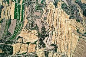 Loess Plateau Terraced Fields in Yuncheng