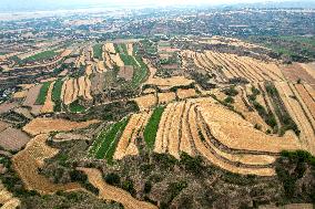 Loess Plateau Terraced Fields in Yuncheng