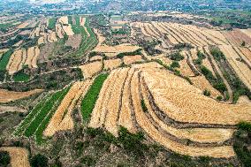 Loess Plateau Terraced Fields in Yuncheng