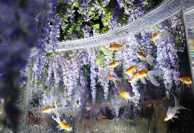 Art aquarium in Tokyo