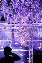 Art aquarium in Tokyo