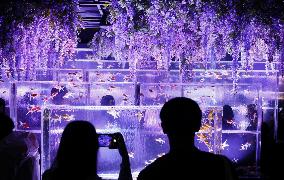 Art aquarium in Tokyo