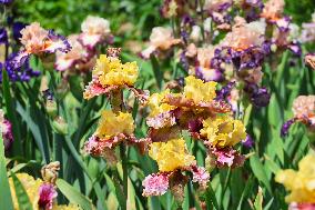 Irises