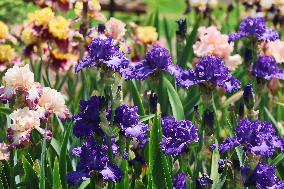 Irises