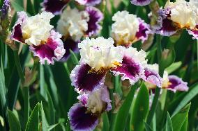Irises