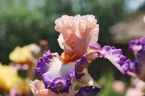 Irises