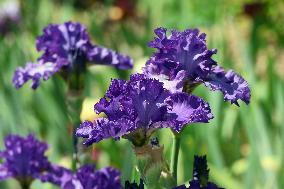 Irises
