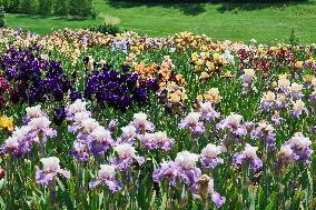 Irises