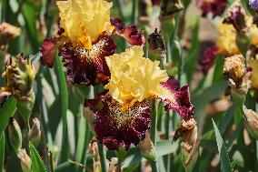 Irises