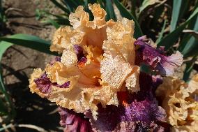 Irises