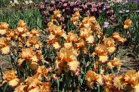 Irises