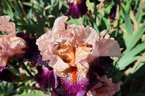Irises