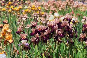 Irises