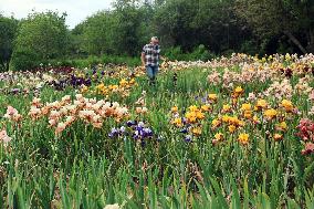 Irises