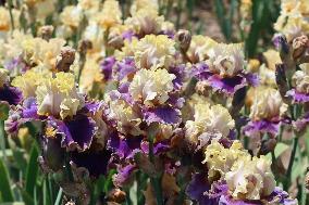 Irises