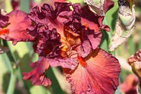 Irises