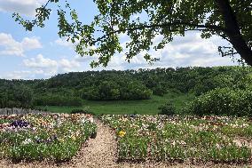 Irises