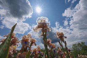 Irises