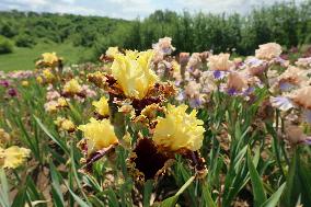 Irises