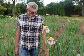 Irises