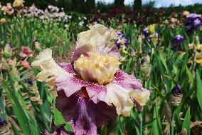 Irises