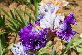 Irises
